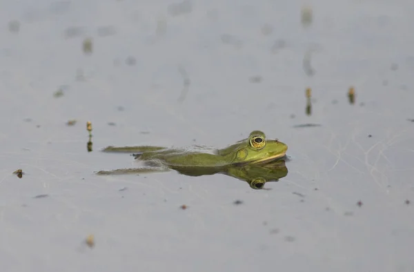 Зеленая Лягушка Озере — стоковое фото