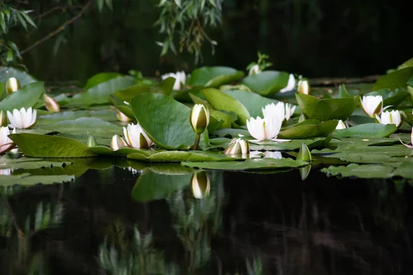 White Water Lilies Lake — Stock Photo, Image