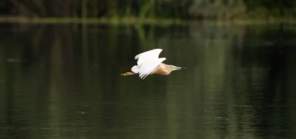 Faune Dans Delta Danube Oiseau Sur Lac — Photo