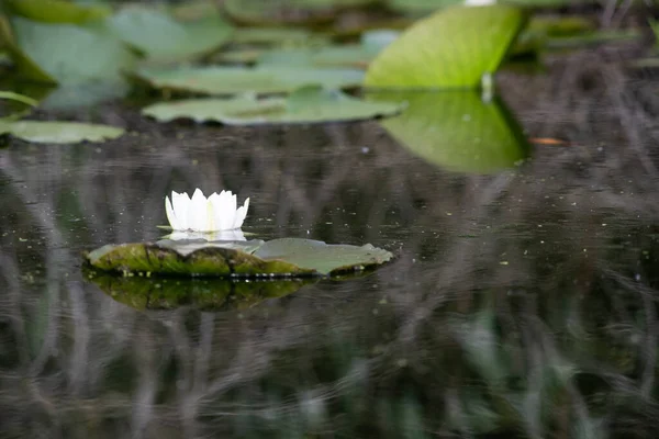 Білі Водяні Лілії Озері — стокове фото