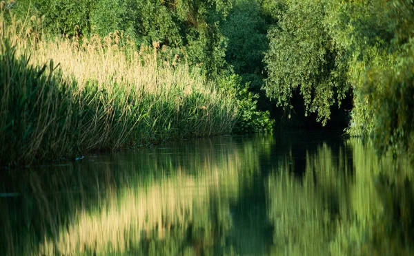 美丽而明亮的夏季绿叶反射在三角洲的水中 — 图库照片