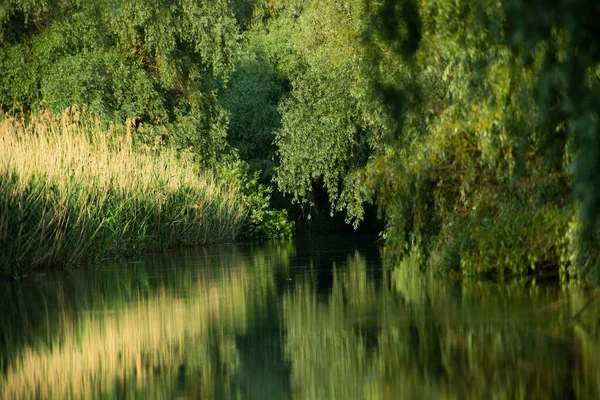 Beautiful Bright Green Summer Foliage Reflecting Water Delta — Stock Photo, Image