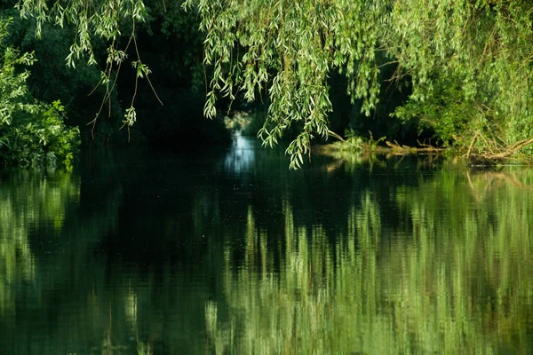 Bel Fogliame Estivo Verde Brillante Che Riflette Acqua Nel Delta — Foto Stock