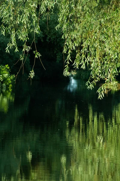 Beau Feuillage Été Vert Vif Reflétant Dans Eau Dans Delta — Photo