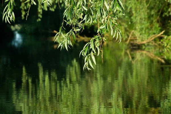 Beau Feuillage Été Vert Vif Reflétant Dans Eau Dans Delta — Photo