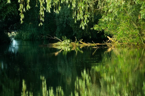 美丽而明亮的夏季绿叶反射在三角洲的水中 — 图库照片