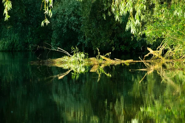 Vacker Ljus Grön Sommar Lövverk Reflekterar Vatten Deltat — Stockfoto