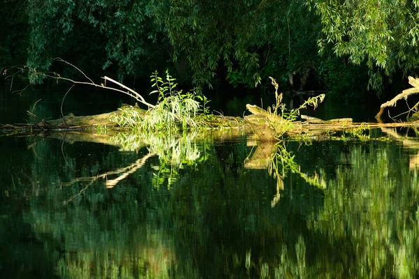 Schöne Leuchtend Grüne Sommerblätter Die Sich Wasser Delta Spiegeln — Stockfoto