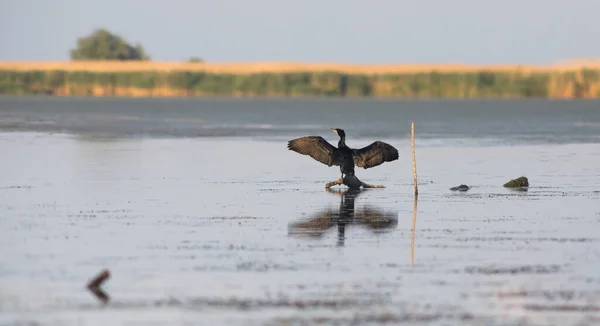 デルタ地帯の素晴らしい鵜の鳥 — ストック写真