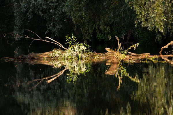 デルタの水に反射する美しい緑の夏の葉 — ストック写真