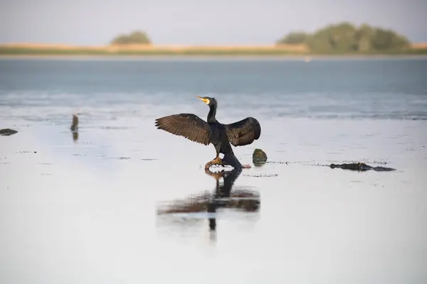 Great Cormorant Bird Delta — Stock Photo, Image