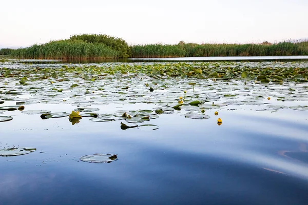Spokojne Niebieskie Jezioro Lilii Wodnych — Zdjęcie stockowe