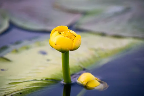Gelbe Seerosen Einem See — Stockfoto