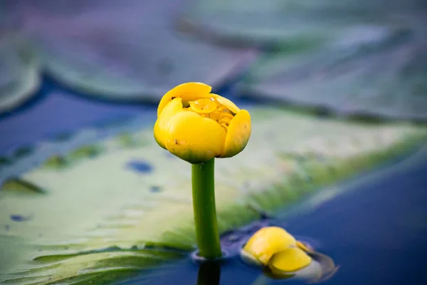 Lírios Amarelos Água Lago — Fotografia de Stock