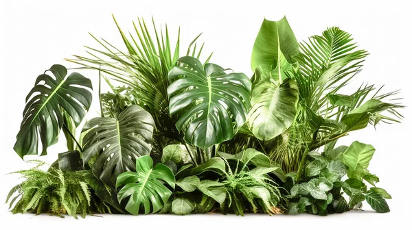 Тропические Растения Изолированные Белом Генеративном Искусственном Интеллекте — стоковое фото