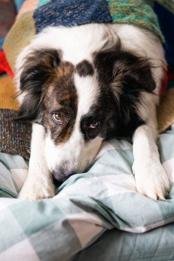 Evde yatakta sevimli bir köpek var.