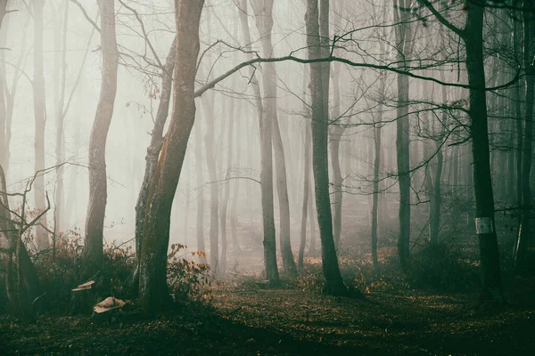 Foggy Forest Late Autumn — Stock Photo, Image
