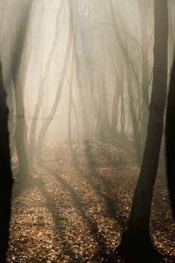 Geç sonbaharda sisli orman