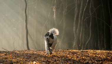 Mutlu beyaz köpek sonbaharda sisli ormanda oynuyor.