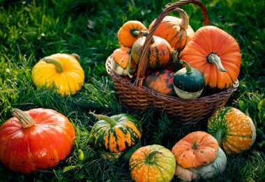 Sonbahar dekoratif balkabakları. Şükran Günü ya da Cadılar Bayramı hasat konsepti.
