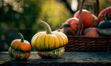 Sonbahar dekoratif balkabakları. Şükran Günü ya da Cadılar Bayramı hasat konsepti.
