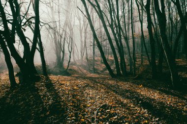 Sonbaharda güzel sisli orman