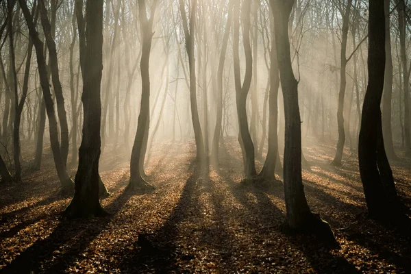 Mlžné Lesy Sklonku Podzimu — Stock fotografie