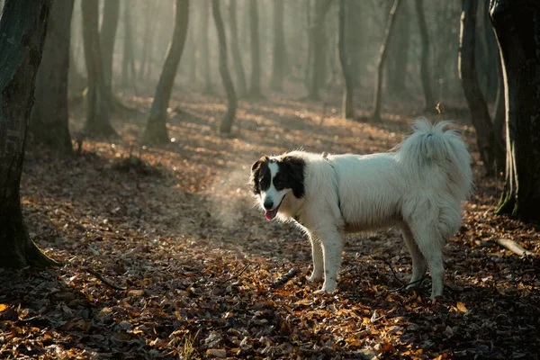 Gelukkig Witte Hond Spelen Mistig Bos Late Herfst — Stockfoto