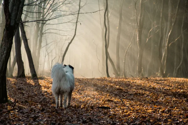 Mutlu Beyaz Köpek Sonbaharda Sisli Ormanda Oynuyor — Stok fotoğraf