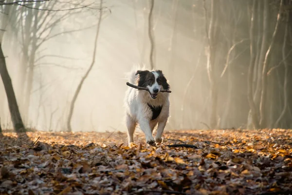 Šťastný Bílý Pes Hraje Mlhavém Lese Konci Podzimu — Stock fotografie