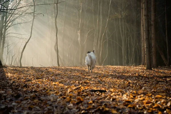 Счастливая Белая Собака Играет Туманном Лесу Поздней Осенью — стоковое фото