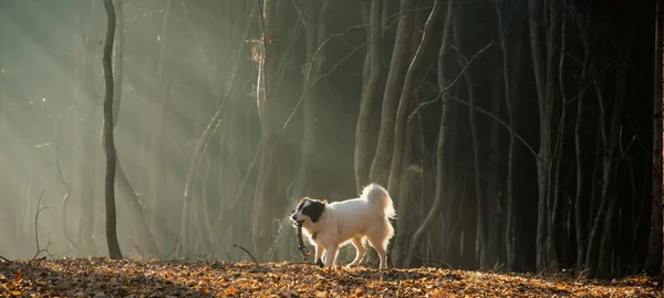 Glücklicher Weißer Hund Spielt Nebligen Wald Spätherbst — Stockfoto