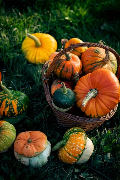 秋の装飾カボチャ 感謝祭またはハロウィーンの休日の収穫コンセプト — ストック写真