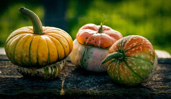 Höst Dekorativa Pumpor Thanksgiving Eller Halloween Semester Skörd Koncept — Stockfoto