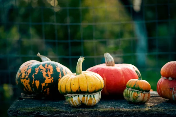 Őszi Dekoratív Sütőtök Hálaadás Vagy Halloween Ünnep Betakarítás Koncepció — Stock Fotó