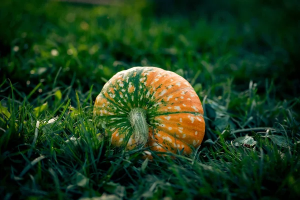 Herbstliche Zierkürbisse Erntedank Oder Halloween Konzept — Stockfoto