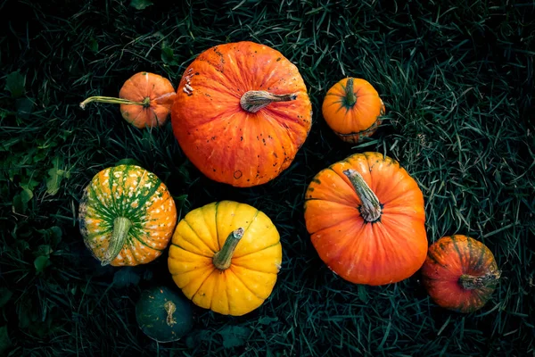 Herfst Decoratieve Pompoenen Thanksgiving Halloween Vakantie Oogst Concept — Stockfoto
