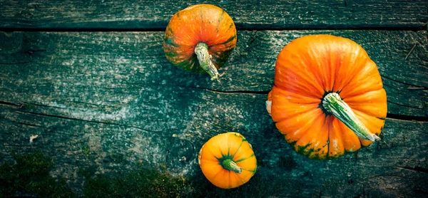 Őszi Dekoratív Sütőtök Hálaadás Vagy Halloween Ünnep Betakarítás Koncepció — Stock Fotó
