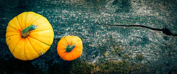 Herbstliche Zierkürbisse Erntedank Oder Halloween Konzept — Stockfoto