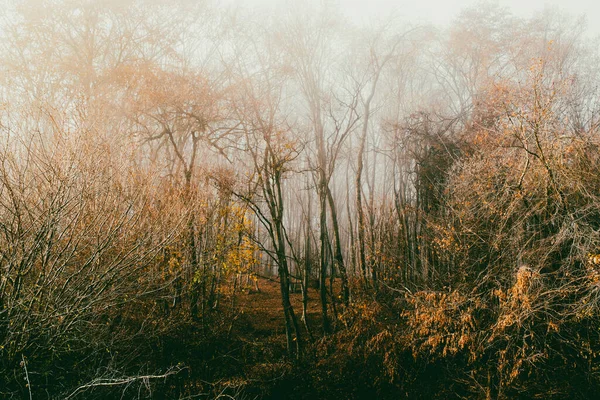 Hermoso Bosque Niebla Otoño —  Fotos de Stock
