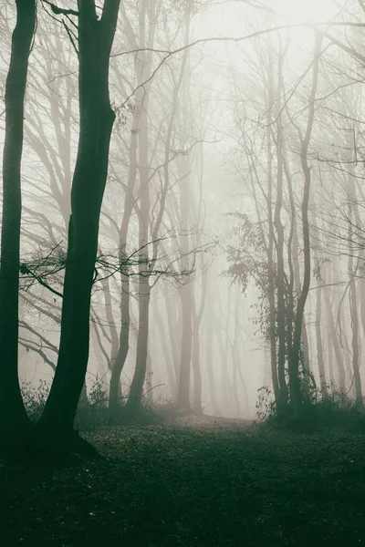 Foggy Forest Late Autumn — Stock Photo, Image