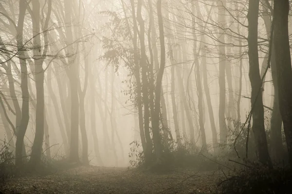 Туманный Лес Поздней Осенью Стоковое Изображение