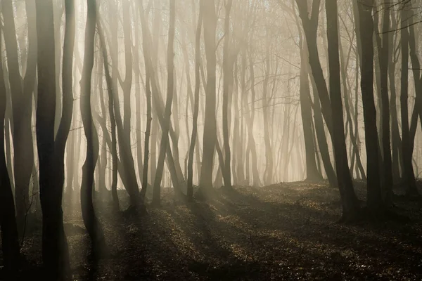 深秋的雾森林 免版税图库照片