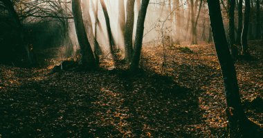 Sonbaharda güzel sisli orman