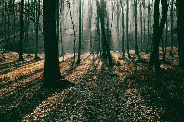 秋天美丽的雾雾林 — 图库照片