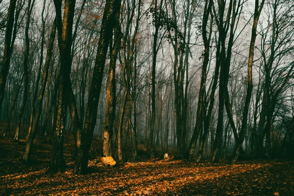 Красивий Туманний Ліс Восени — стокове фото
