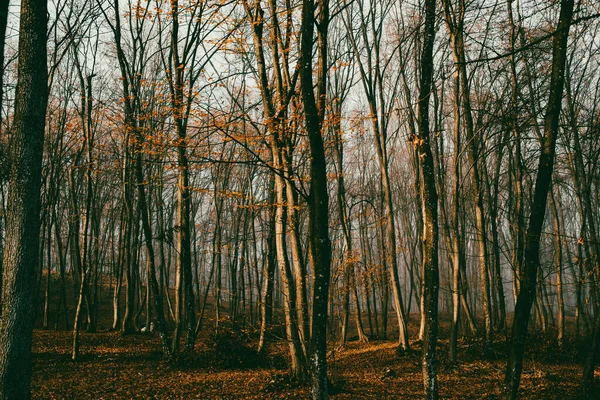 Красивий Туманний Ліс Восени — стокове фото