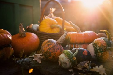 Sonbahar Şükran Günü kartında balkabakları