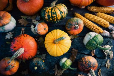 Sonbahar Şükran Günü kartında balkabakları