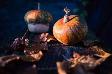 Sonbahar Şükran Günü kartında balkabakları
